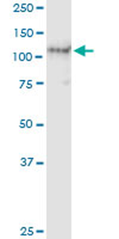AXL MaxPab rabbit polyclonal antibody (D01)