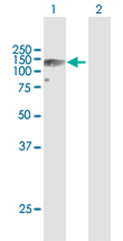AXL MaxPab rabbit polyclonal antibody (D01)