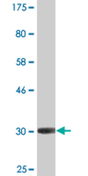AVPR1A monoclonal antibody (M07A), clone 7B8