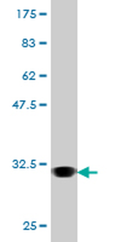 AVPR1A monoclonal antibody (M07), clone 7B8