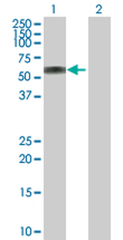ATP6AP1 purified MaxPab rabbit polyclonal antibody (D01P)