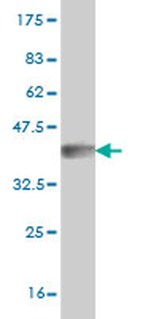 ATP6V1G2 monoclonal antibody (M02), clone 2E11
