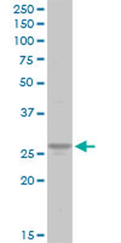 ATP6V1E1 purified MaxPab rabbit polyclonal antibody (D01P)