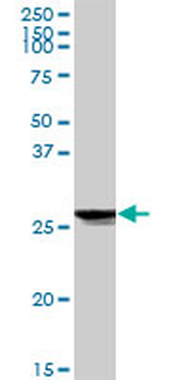 ATP6V1E1 purified MaxPab rabbit polyclonal antibody (D01P)