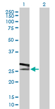 ATP6V1E1 purified MaxPab rabbit polyclonal antibody (D01P)