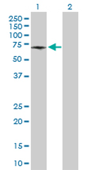ATP6V1B1 purified MaxPab rabbit polyclonal antibody (D01P)
