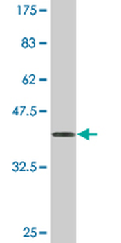 ATP5J monoclonal antibody (M09), clone 1F2