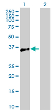 ATP1B3 purified MaxPab rabbit polyclonal antibody (D01P)