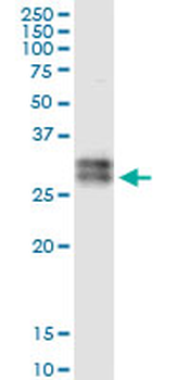 ATP1B3 MaxPab rabbit polyclonal antibody (D01)