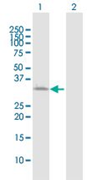 ATP1B3 MaxPab rabbit polyclonal antibody (D01)