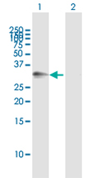 ATP1B3 purified MaxPab mouse polyclonal antibody (B01P)