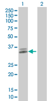 ATP1B3 MaxPab mouse polyclonal antibody (B01)