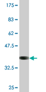 ATP1B2 monoclonal antibody (M04), clone 4E3