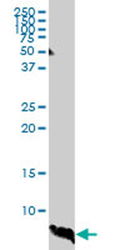 ATOX1 monoclonal antibody (M01), clone 2E6