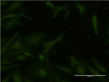 ATM monoclonal antibody (M05), clone 2C10