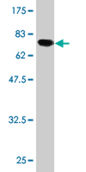 ATF4 monoclonal antibody (M07), clone 2E3
