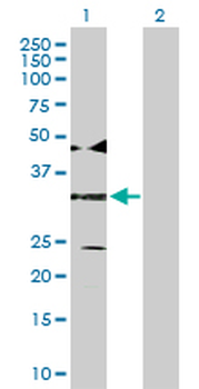 ATF4 purified MaxPab rabbit polyclonal antibody (D01P)