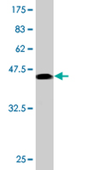 ATF3 monoclonal antibody (M01), clone 6B8