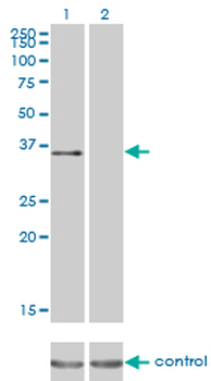 ATF1 monoclonal antibody (M03), clone 3E7