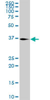 ATF1 purified MaxPab rabbit polyclonal antibody (D01P)
