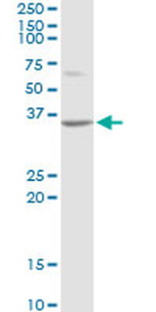 ATF1 purified MaxPab rabbit polyclonal antibody (D01P)