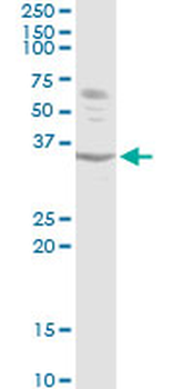 ATF1 purified MaxPab rabbit polyclonal antibody (D01P)