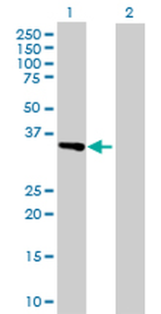 ATF1 purified MaxPab rabbit polyclonal antibody (D01P)