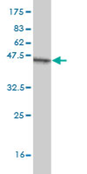 ZFHX3 monoclonal antibody (M01), clone 3B1