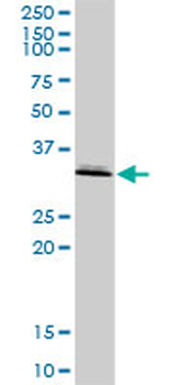 ASPA purified MaxPab rabbit polyclonal antibody (D01P)