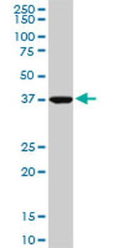ASNA1 monoclonal antibody (M02), clone 5A3