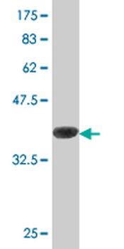 ASNA1 monoclonal antibody (M02), clone 5A3
