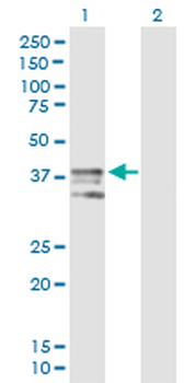 ART4 purified MaxPab mouse polyclonal antibody (B01P)