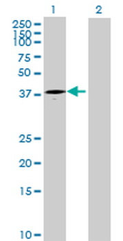 ART4 MaxPab mouse polyclonal antibody (B01)