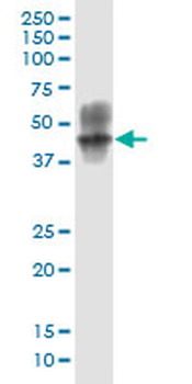 ARRB2 monoclonal antibody (M06J), clone 4D2