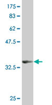 ARRB2 monoclonal antibody (M06), clone 4D2