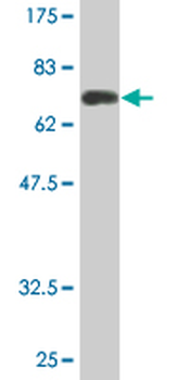 ARR3 monoclonal antibody (M07), clone 2D7