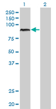 ARNT monoclonal antibody (M01), clone 3D10