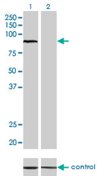 ARNT monoclonal antibody (M01), clone 3D10