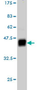 ARNT monoclonal antibody (M01), clone 3D10