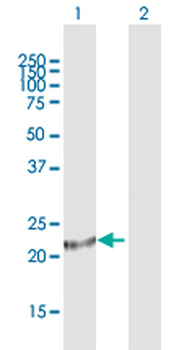 ARL3 purified MaxPab mouse polyclonal antibody (B01P)