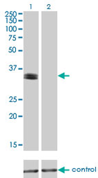 PHOX2A monoclonal antibody (M01), clone 4F6
