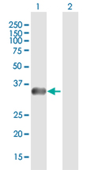 PHOX2A purified MaxPab mouse polyclonal antibody (B01P)