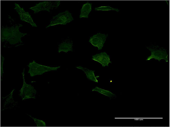 RHOC monoclonal antibody (M06), clone 1B7