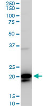 RHOC monoclonal antibody (M06), clone 1B7