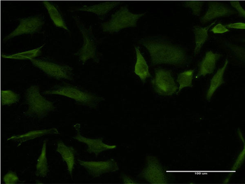 RHOA monoclonal antibody (M08), clone 1C3