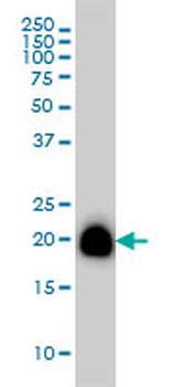 RHOA monoclonal antibody (M08), clone 1C3