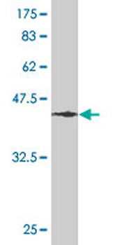 RHOA monoclonal antibody (M08), clone 1C3