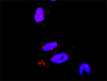 RHOA monoclonal antibody (M05), clone 1C1