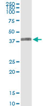 ARG2 MaxPab rabbit polyclonal antibody (D01)