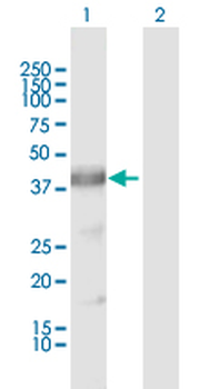 ARG2 MaxPab rabbit polyclonal antibody (D01)